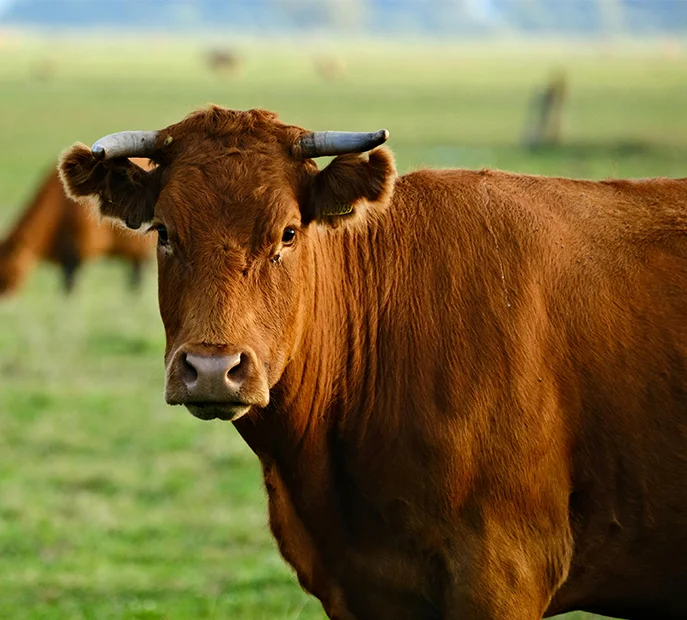 OIC/SMIIC 2:2019 Tetkik Süresi Hesaplama Modülü